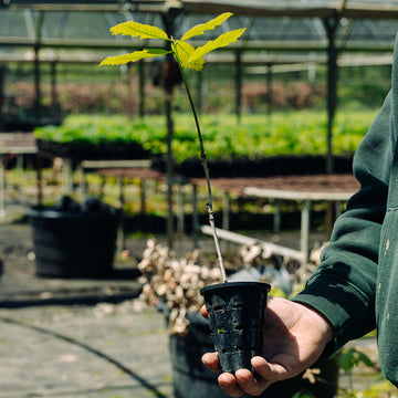 Image of a burr oak seedling.